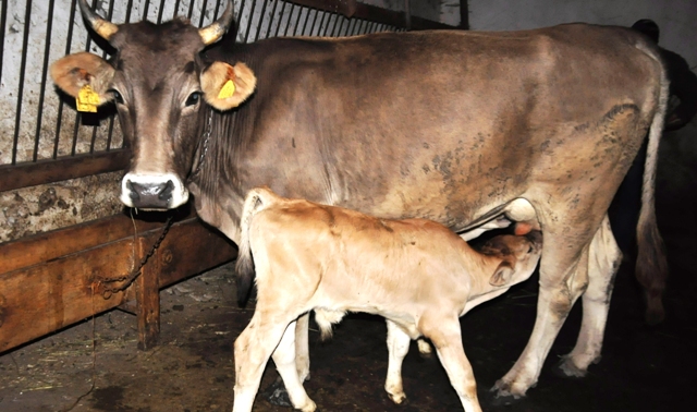 Mayıs ayında 915 bin 998 ton inek sütü toplandı